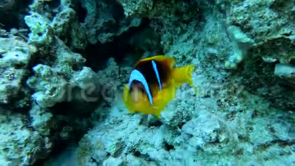 大的黄黑鱼在埃及的珊瑚礁上有闪闪发光的条纹视频的预览图