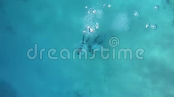 埃及红海中有两只角鲨鱼在水下游过活珊瑚视频的预览图