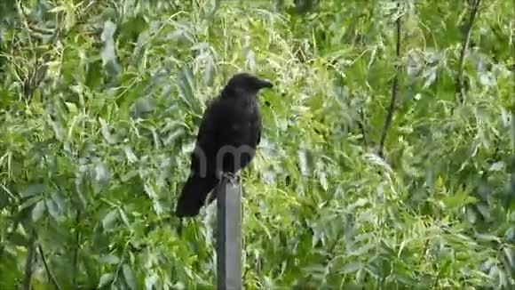 科维斯科拉克斯常见乌鸦黑鸟栖息视频的预览图