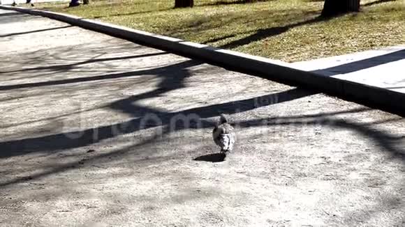 城市公园的小巷在一个阳光明媚的春天一只鸽子走在地上一个随机的路人去购物视频的预览图