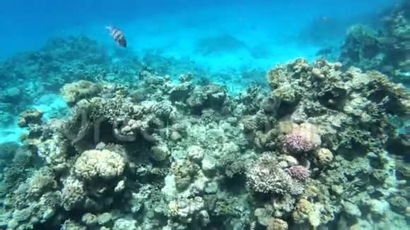 在埃及的红海中带条纹的鱼游过活珊瑚视频的预览图
