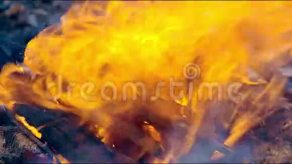 柴火燃烧特写每天篝火煤点燃火花大自然中神奇的品质火视频的预览图