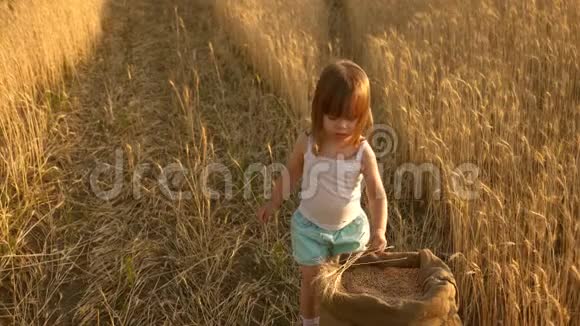 一个带小麦的小女孩在一个袋子里玩珠子和谷物田间收获小麦儿童视频的预览图
