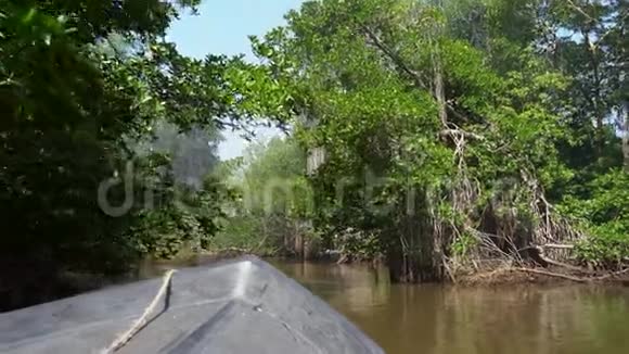 河岸上有奇异植被的原始红树林被淹没的沼泽中茂密的树木和树根视频的预览图