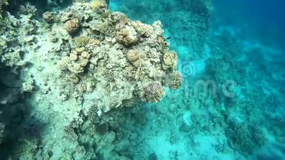 埃及的神秘珊瑚覆盖着杂草石头和小蛤视频的预览图