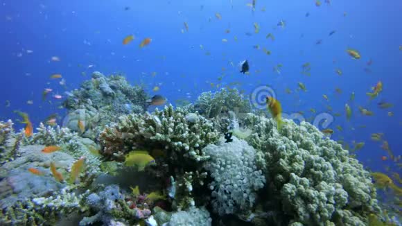 珊瑚礁珊瑚场景视频的预览图