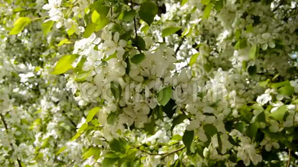 春天白色的苹果树枝在微风中绽放小树枝的特写春天盛开的苹果树枝视频的预览图