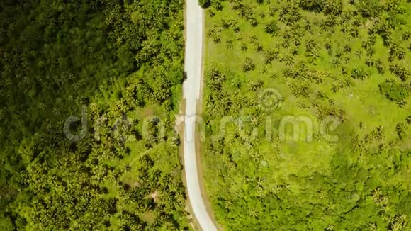 丛林和棕榈树之间的公路视频的预览图