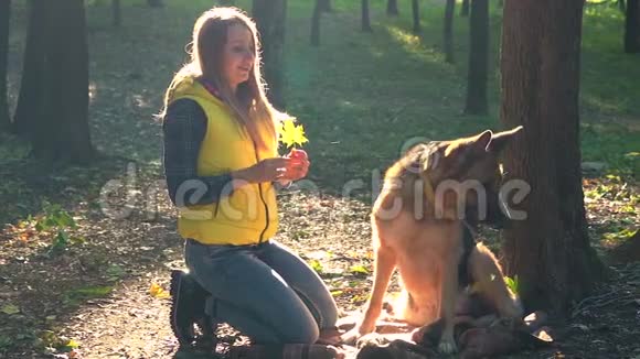 秋天的森林里女孩和带树叶的牧羊犬玩耍视频的预览图