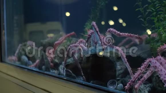 帝王蟹在橱窗展示的海鲜罐中移动交通得到了反映视频的预览图