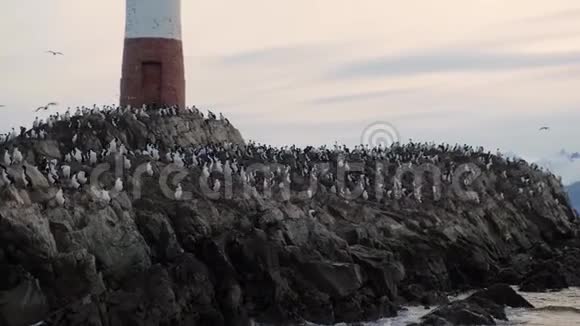 在灯塔旁的莱斯埃克莱尔岛上筑巢的一大群视频的预览图