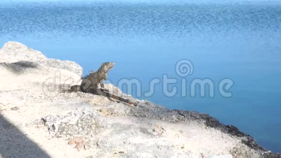 鬣蜥坐在靠近水的岩石上视频的预览图