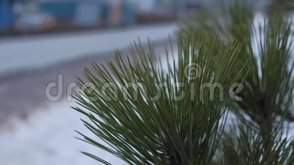 近景松针与模糊的雪道背景视频的预览图