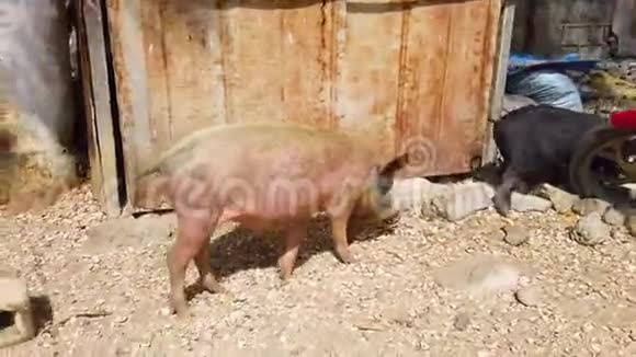 4一只粉红色的大家猪的Kvido试图寻找阴凉处躲阳光和炎热它在一个非洲村庄视频的预览图