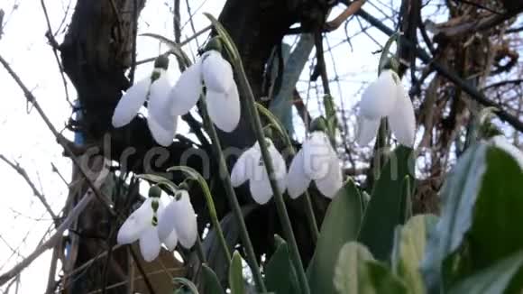 白色的小春花雪珠或普通的雪珠是春天的象征在后院或花园里视频的预览图