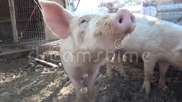 猪在马厩里视频的预览图