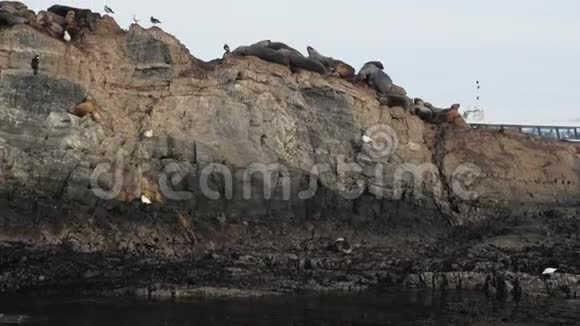 旅游船在布满毛海豹和鸟类的岩石岛上航行视频的预览图