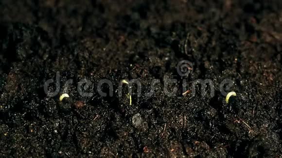 三种绿色小植物生长在黑色背景下发芽春季生长初生农业视频的预览图
