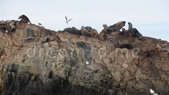 两只可爱的成年毛皮海豹在岩石岛上的大型后宫接吻视频的预览图