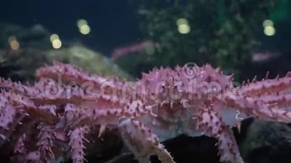 展示了一只特大螃蟹在海鲜罐中横移的特写镜头视频的预览图