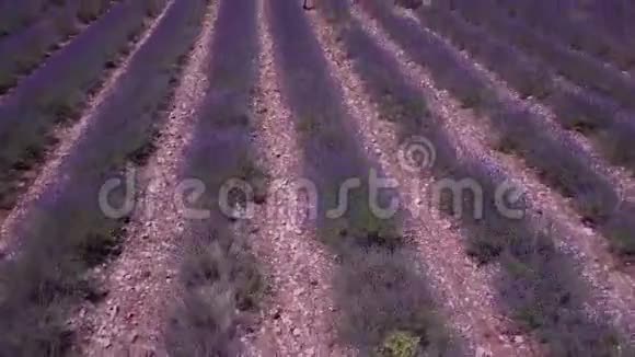 法国雅德赫薰衣草和峡谷的鸟瞰图视频的预览图