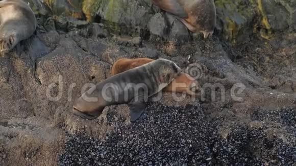 两只可爱的海豹幼崽依偎在岩石岛上另一只落在后面视频的预览图