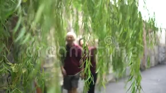 快乐的亚洲老人夫妇穿过公园里的柳树视频的预览图