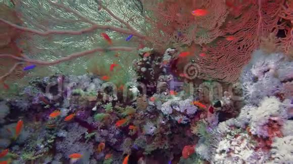 海扇安尼拉在红海水下喂食埃及视频的预览图