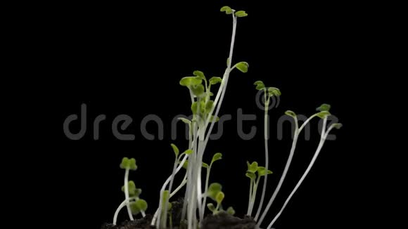 在温室农业中生长的植物在时间的推移死亡的植物发芽的新生的小植物极端视频的预览图