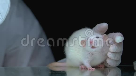 有毒液体在大鼠洗涤剂生产中的试验研究视频的预览图