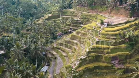 印度尼西亚巴厘Ubud的特加拉朗稻米梯田空中镜头视频的预览图