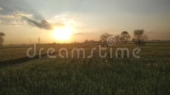 五颜六色的太阳落在农场绿色的小麦种植自然视频的预览图