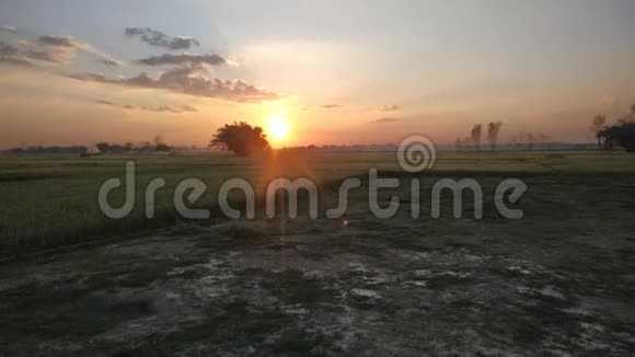 五颜六色的太阳落在农场绿色的小麦种植自然视频的预览图