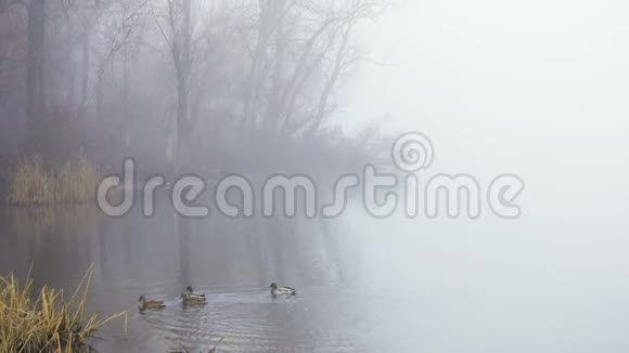 秋天雾蒙的清晨在河边视频的预览图