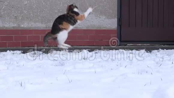 我家的猫在雪地里嬉戏她在花园里跑来跑去总是攻击绳子视频的预览图