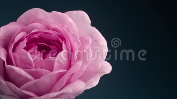 室外盛开的粉红色牡丹的时间流逝开花背景视频的预览图