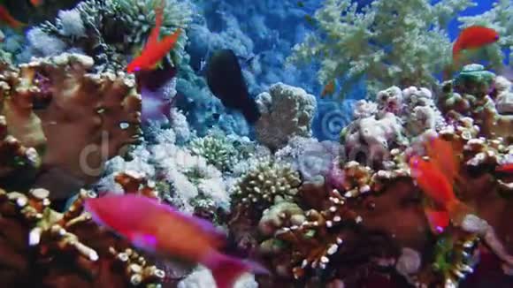 水下五颜六色的热带鱼类热带水下海鱼红海埃及4k视频的预览图