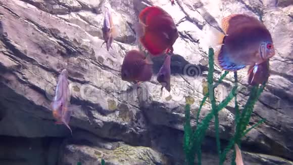明亮的热带鱼在植物间的纯净水中游动视频的预览图