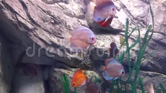 明亮的热带鱼在植物间的纯净水中游动视频的预览图