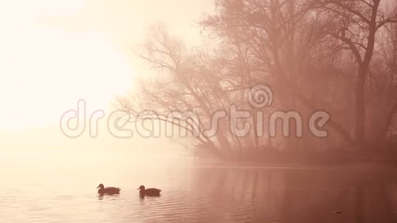 秋天雾蒙的清晨在一条带鸭子的河上视频的预览图
