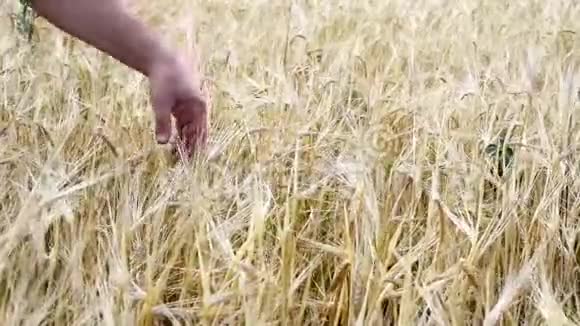 小麦或黑麦发育不良的田地视频的预览图