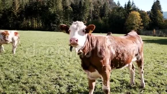 牛在巴伐利亚的田野里看着摄像机4k视频的预览图