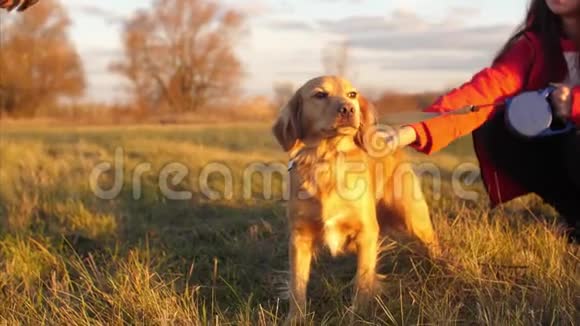 妈妈和孩子拍拍狗的头在秋天的公园里散步母女和心爱的狗在田野上这就是视频的预览图