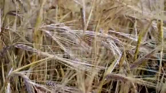 小麦或黑麦发育不良的田地视频的预览图