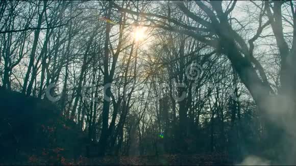 春天的仙女阳光透过森林中树木的冰川照耀树的背景上冒烟视频的预览图