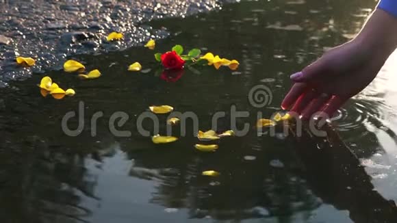 女孩的手触摸着水中黄色的玫瑰花瓣视频的预览图
