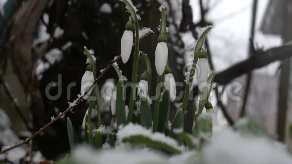 在花园或后院降雪时第一颗雪珠在轻风中摇摆下雪了关闭视频的预览图