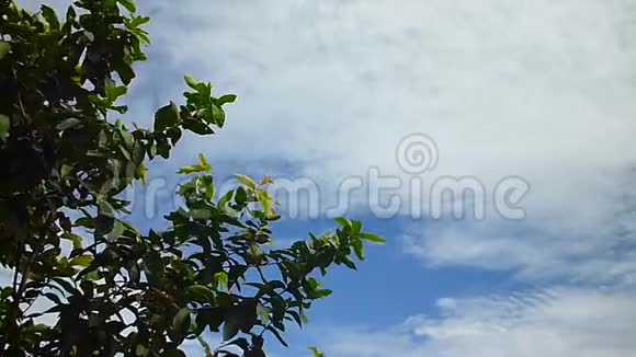 蓝蓝的天空和树枝背景中鸟鸣叫视频的预览图