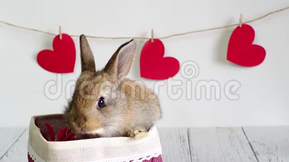 活兔子到一个篮子里有一颗红色的心情人节有一张动物卡片白色背景上可爱的小兔子视频的预览图