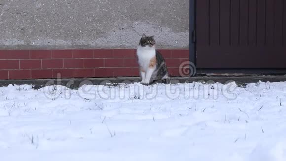 攻击雪园的弦在冬天的天气里和著名的彩色小猫玩游戏小魔鬼在打猎视频的预览图